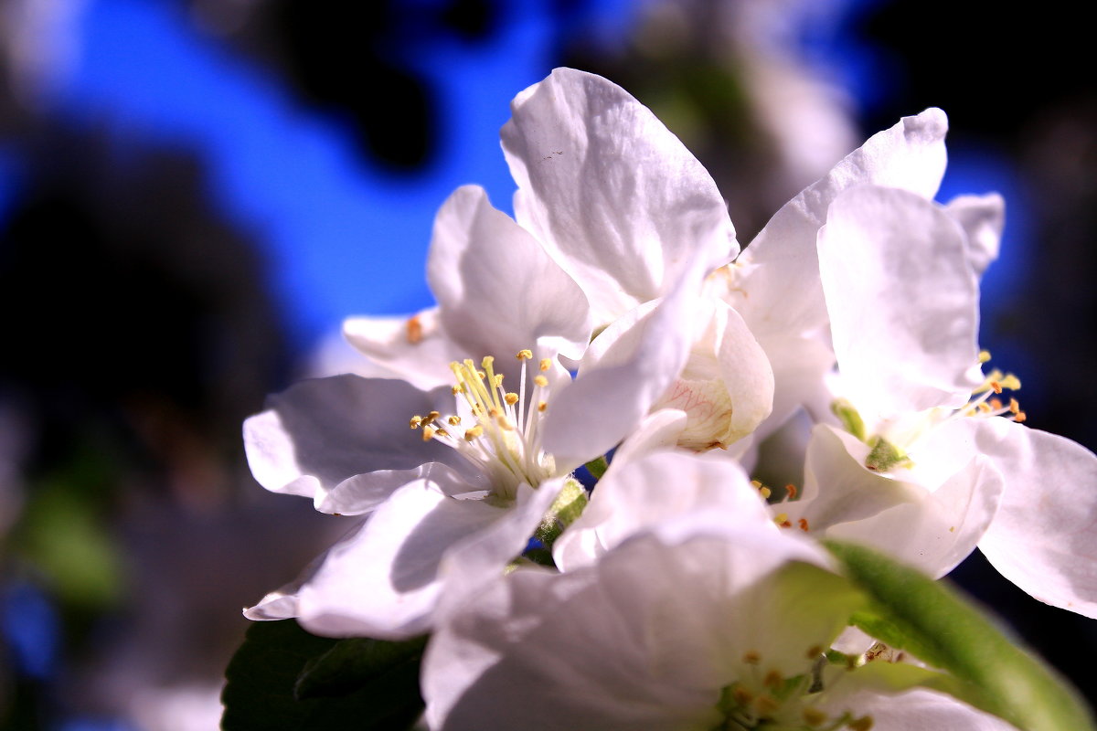 Яблони в цвету - весны творенье - Татьяна Ломтева