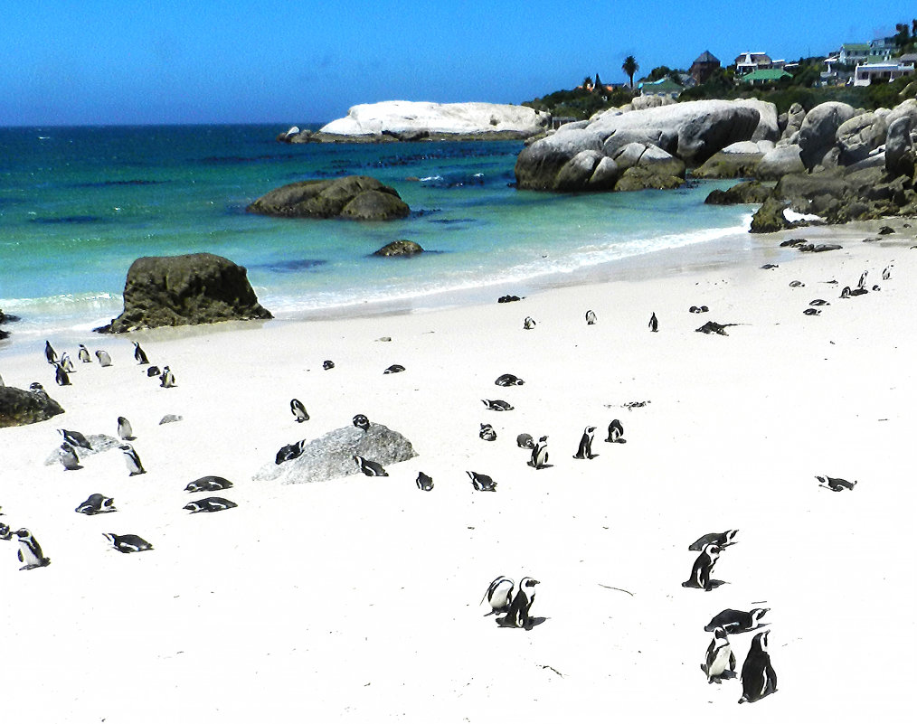 Пингвины на отдыхе в Кейптауне - Лев 