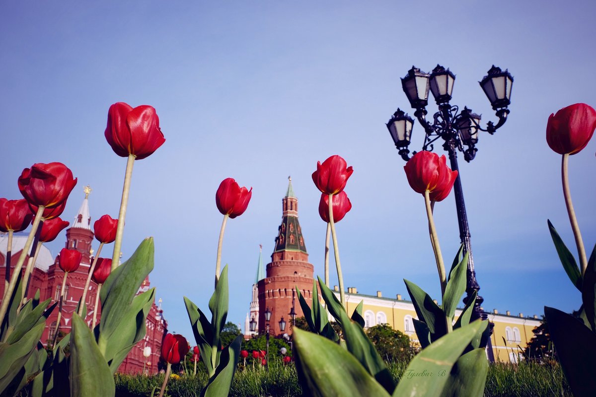 Кремлевские тюльпаны - Владимир Гулевич