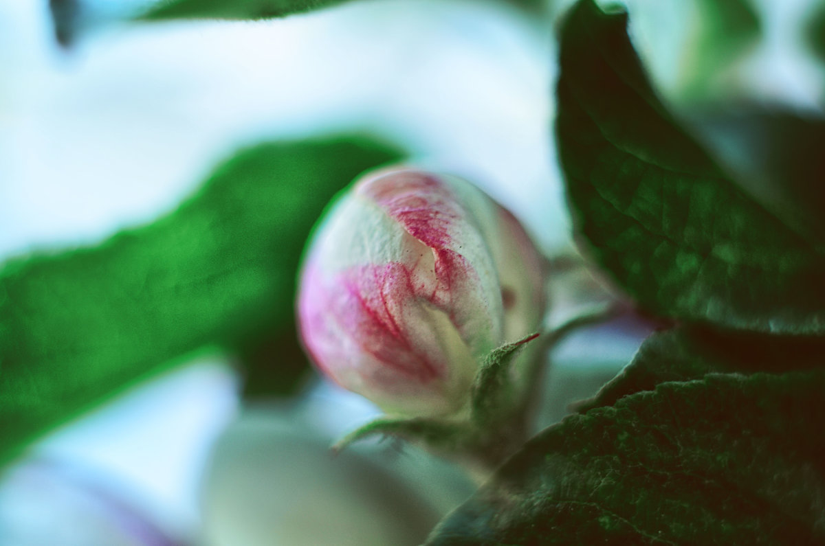 цветок яблони - Наталья Золотарева