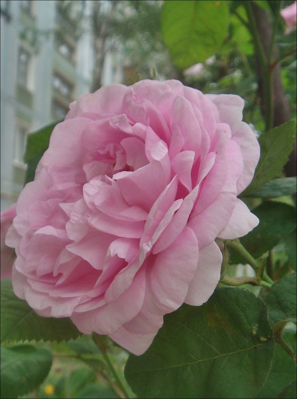 Чайная роза царствует в нашем дворе - Нина Корешкова