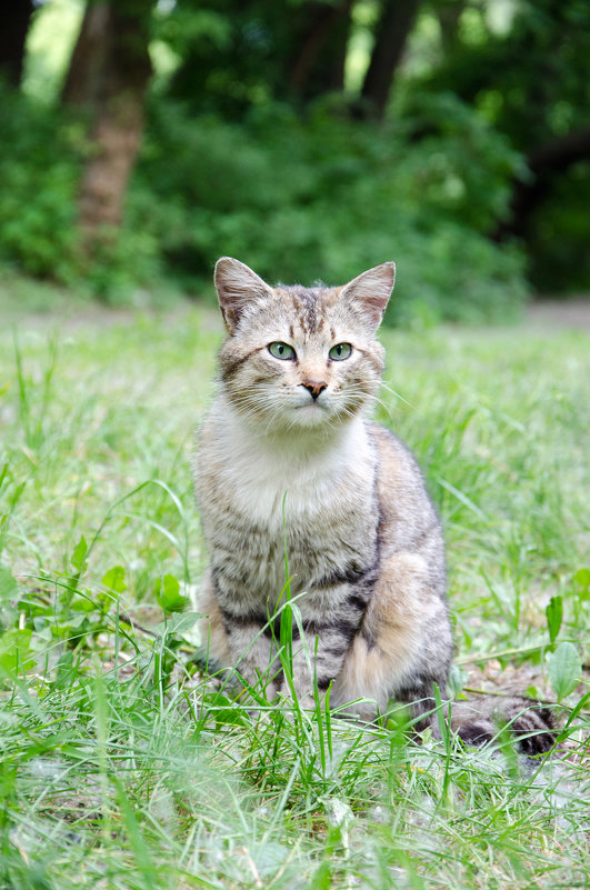 Местные котейки ... - Іван 