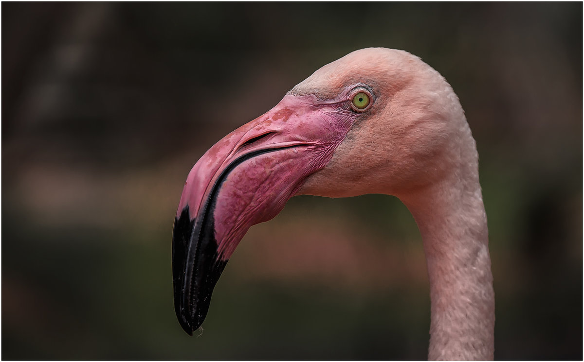По мнению ученых розовый фламинго – одна из самых древних птиц нашей планеты. - Александр Вивчарик