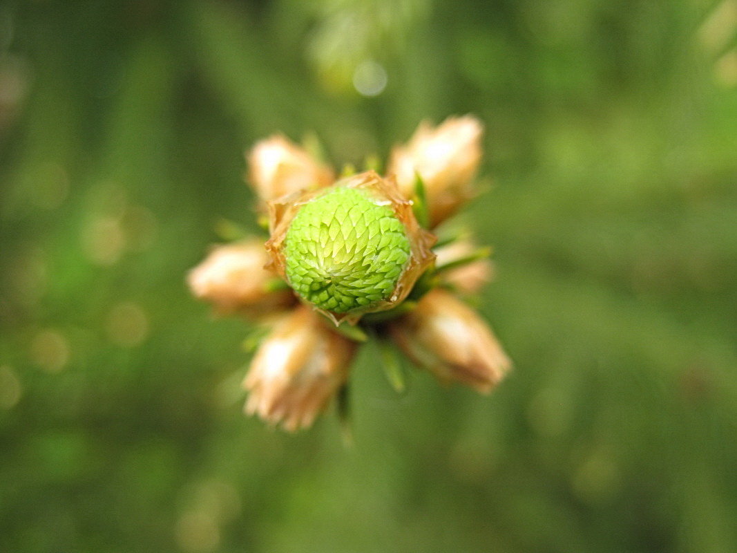 Picea alcoquiana. Ель обыкновенная и её росток - Владимир Гилясев