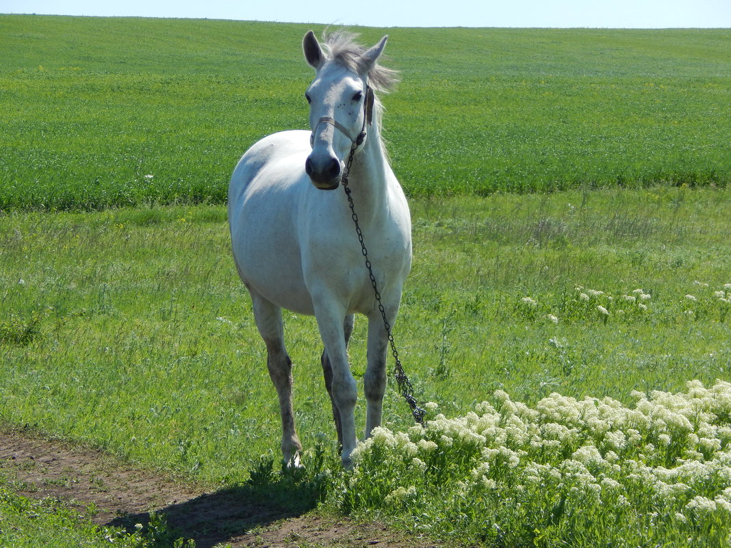 красавчик - lesia 