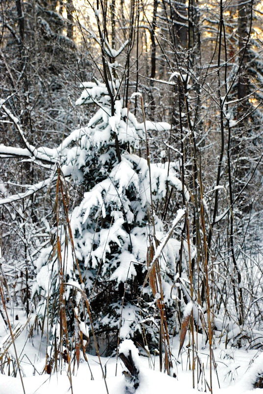 Маленькой елочке холодно в лесу... - Николай Варламов