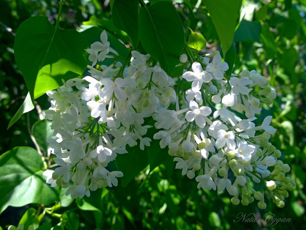 Белая сирень - Наталья (Nata-Cygan) Цыганова