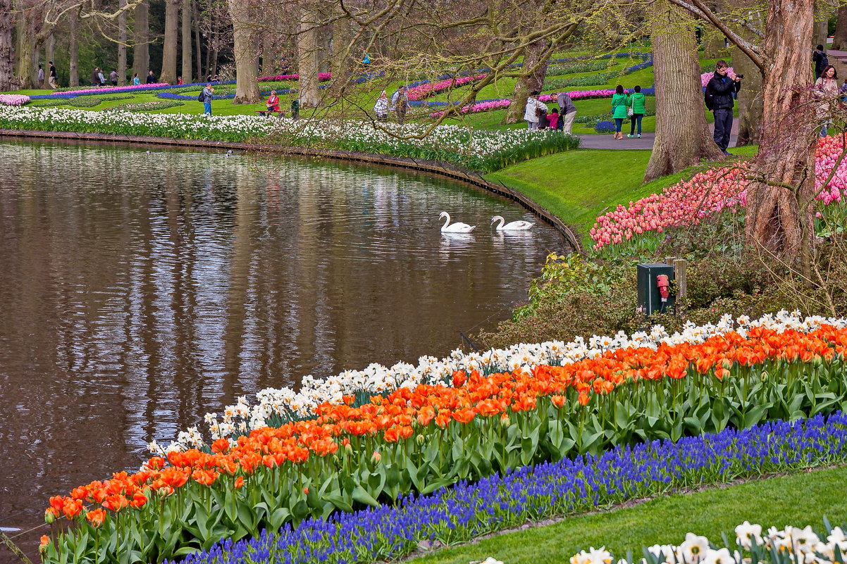 Tulips in Holland 04-2015 (22) - Arturs Ancans