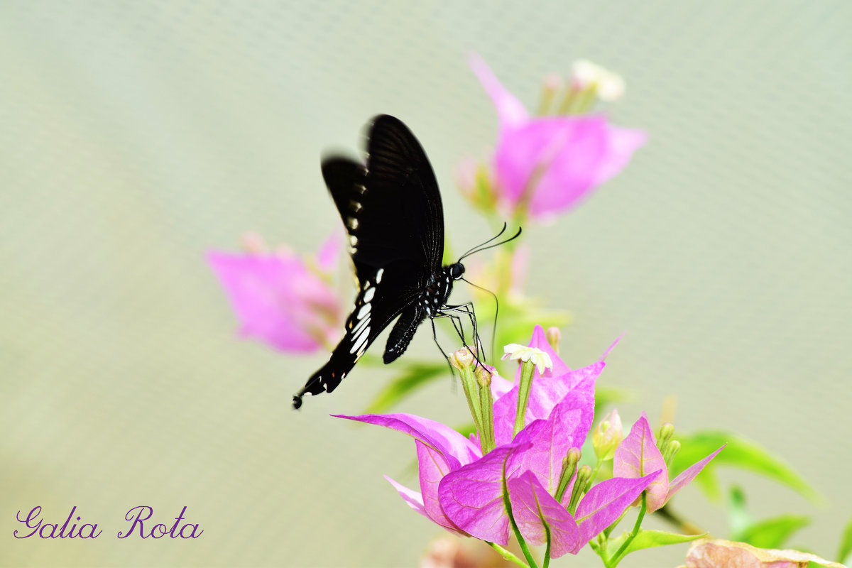 Бабочки - Galia Rota