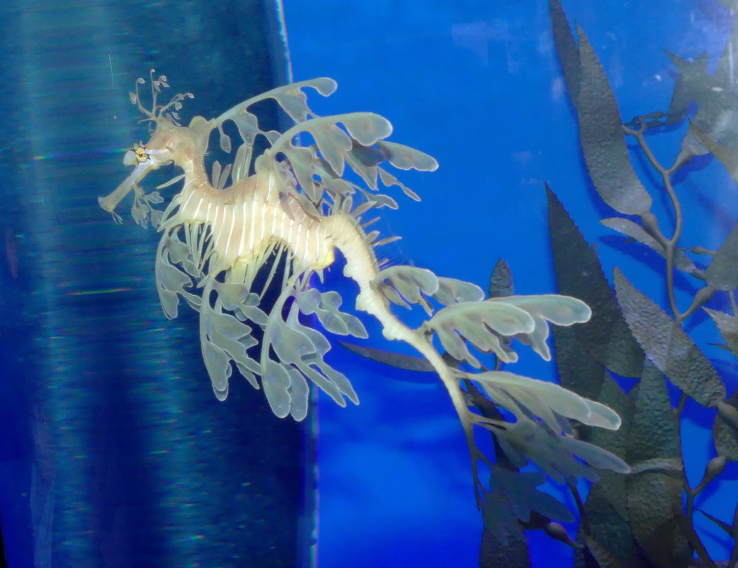 Чудо-юдо рыба Leafy Seadragon (Лиственный морской дракон) - Юрий Поляков