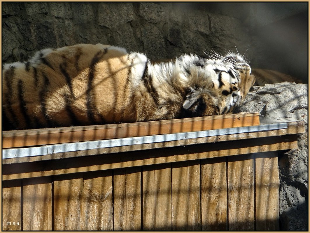 Сонное царство тигров - Вера 