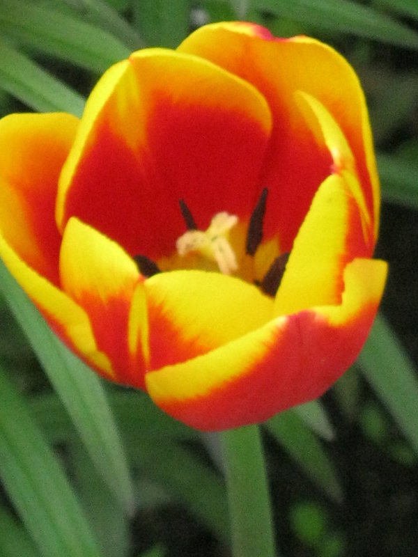 Тюльпан - галина 