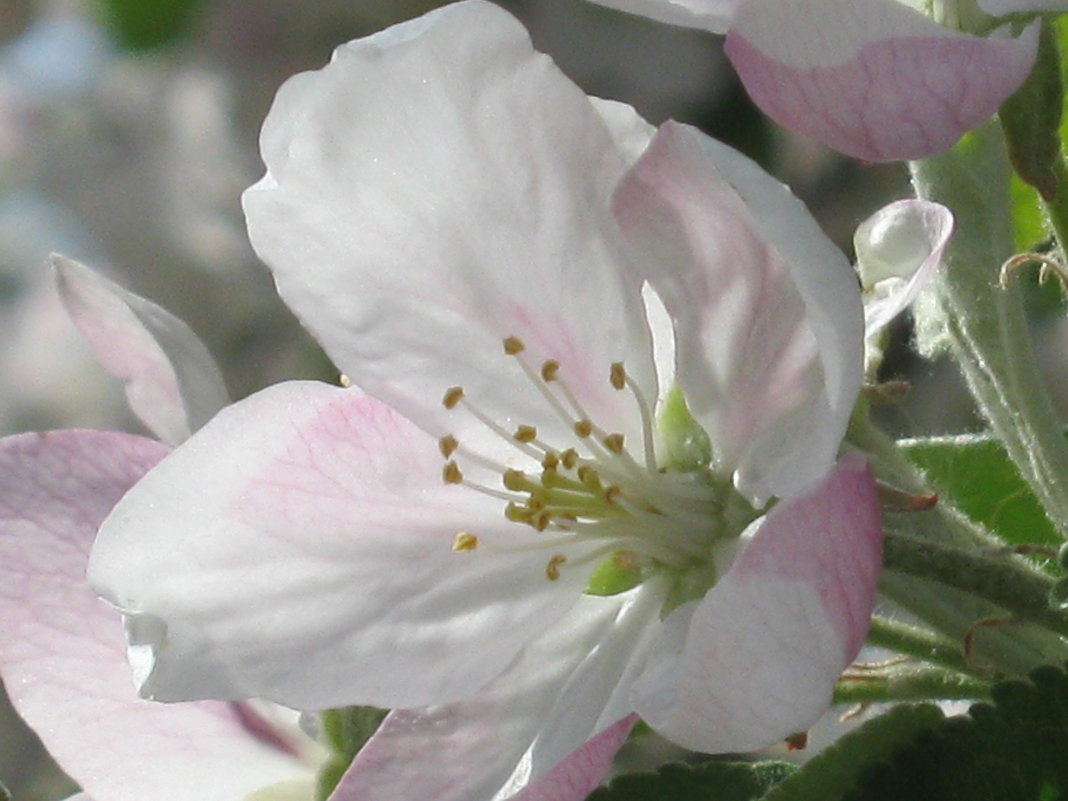 Цветок яблони - галина 
