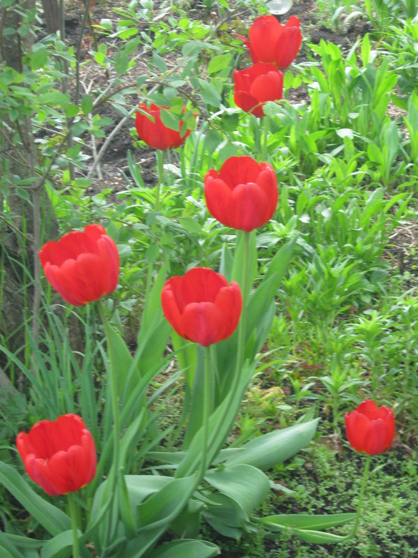 Красные тюльпаны - галина 
