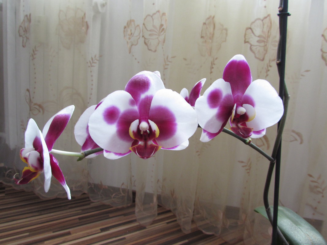 Орхидея - Елена Милая