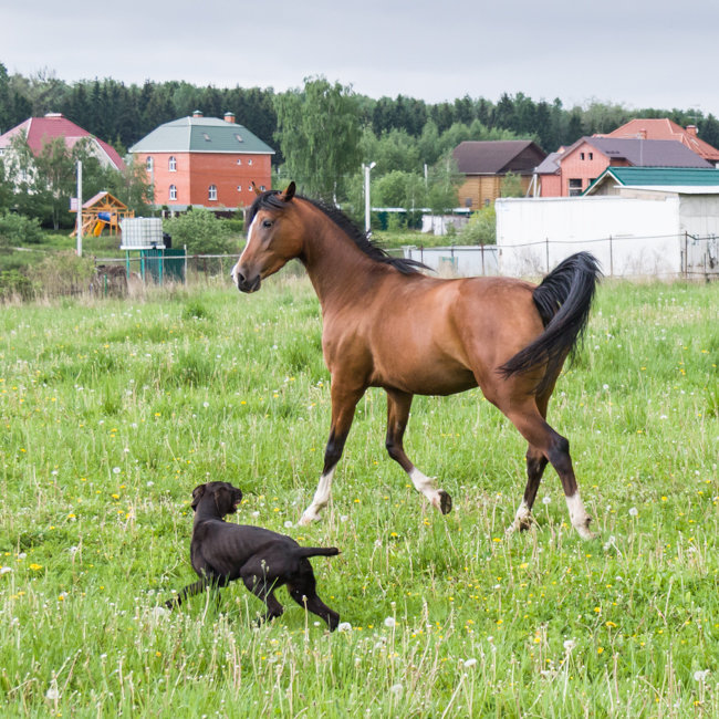 Собака играет с лошадью - Николай Ефремов