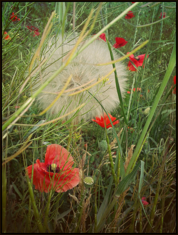dandelion among poppies - Елена Романова
