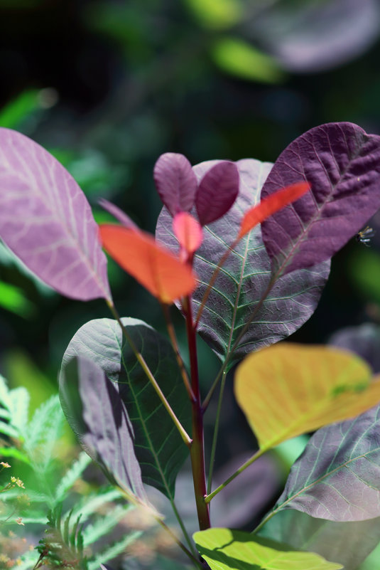 Разноцветные листья - Владимир Немцев