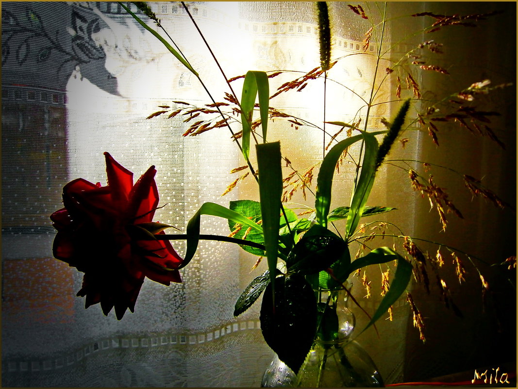Золотые брызги заката .....и......роза............ - Людмила Богданова (Скачко)