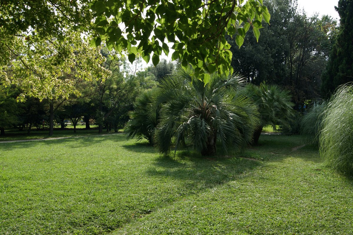 Парк Лазаревское пальмы