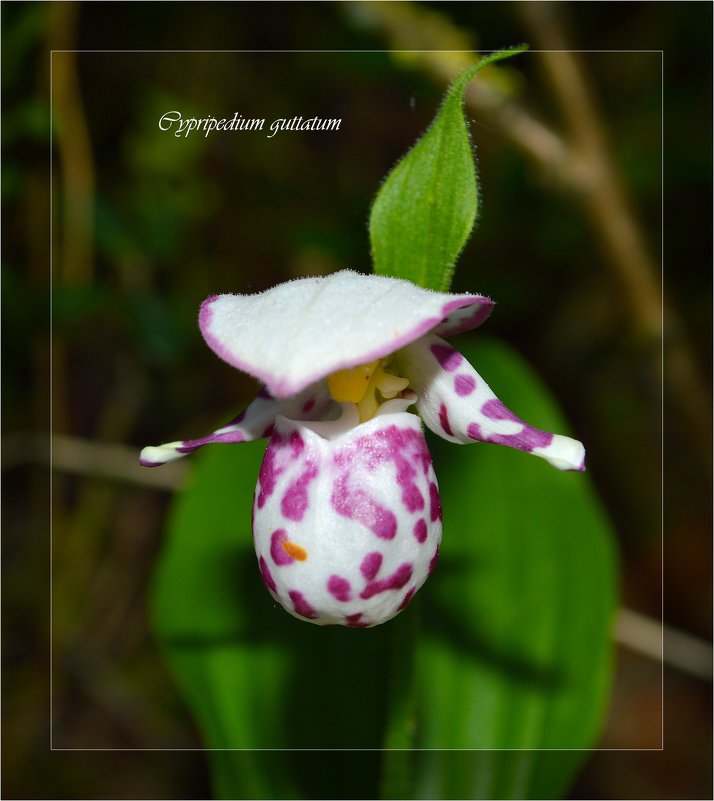 Орхидеи Сибири - Евгения Семененко 