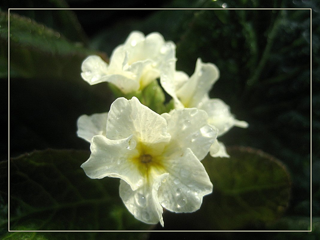 Primula veris Goldnugget / Примула весенняя - laana laadas