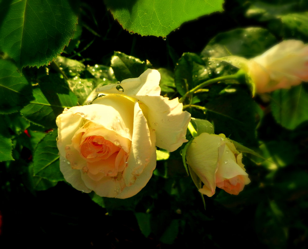 мои  розы - неля  тулузова 