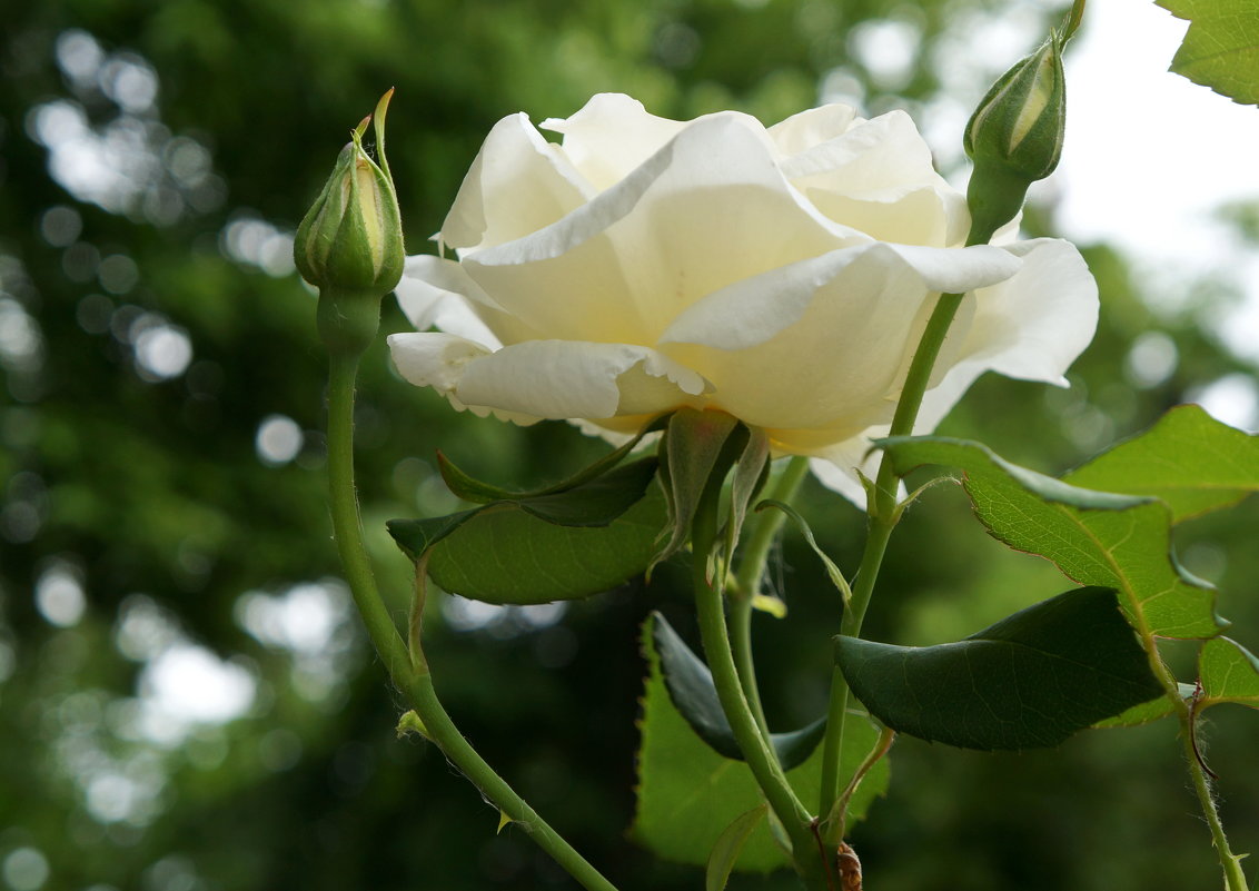 Вдыхая розы аромат тенистый вспоминаю сад - Надежда 