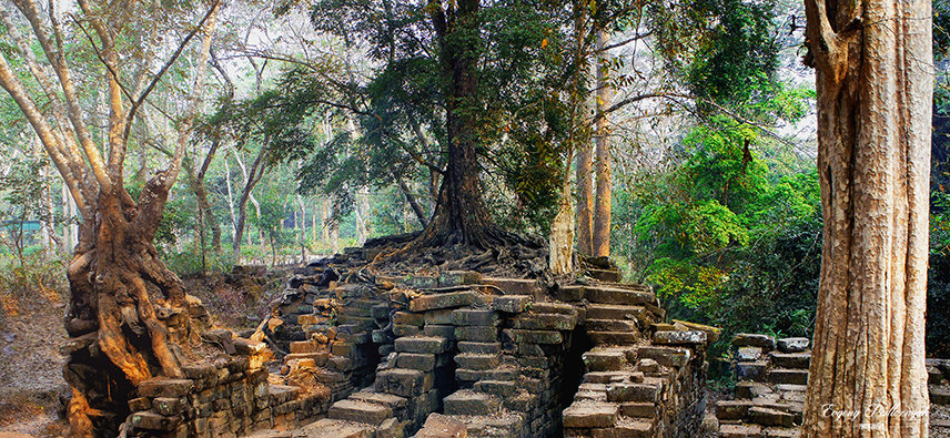 Дерево выросшее на камнях.Камбоджа - Евгений Подложнюк