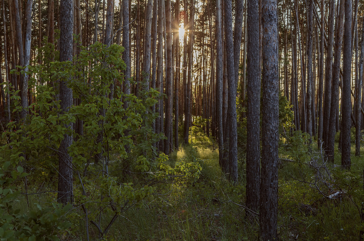 Кусочек солнца в лесу. - Юрий Клишин