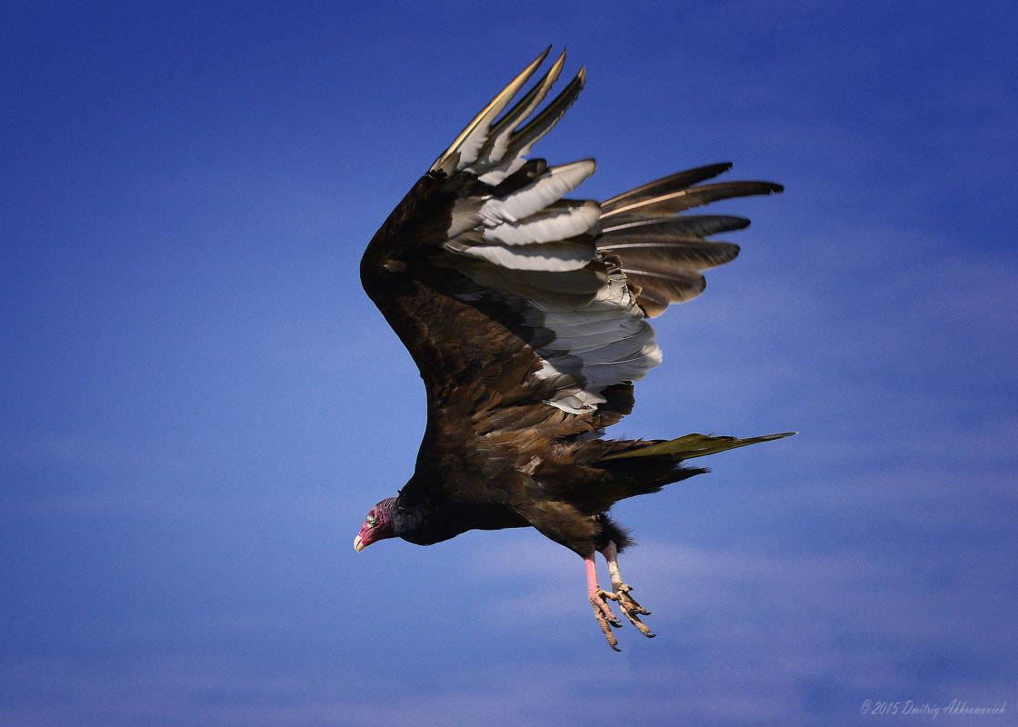 Turkey vulture - Dmitriy Akhramovich