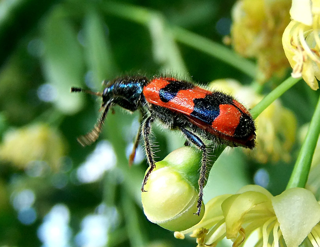 Пчеложук пчелиный (Trichodes apiarius). - Наталья 