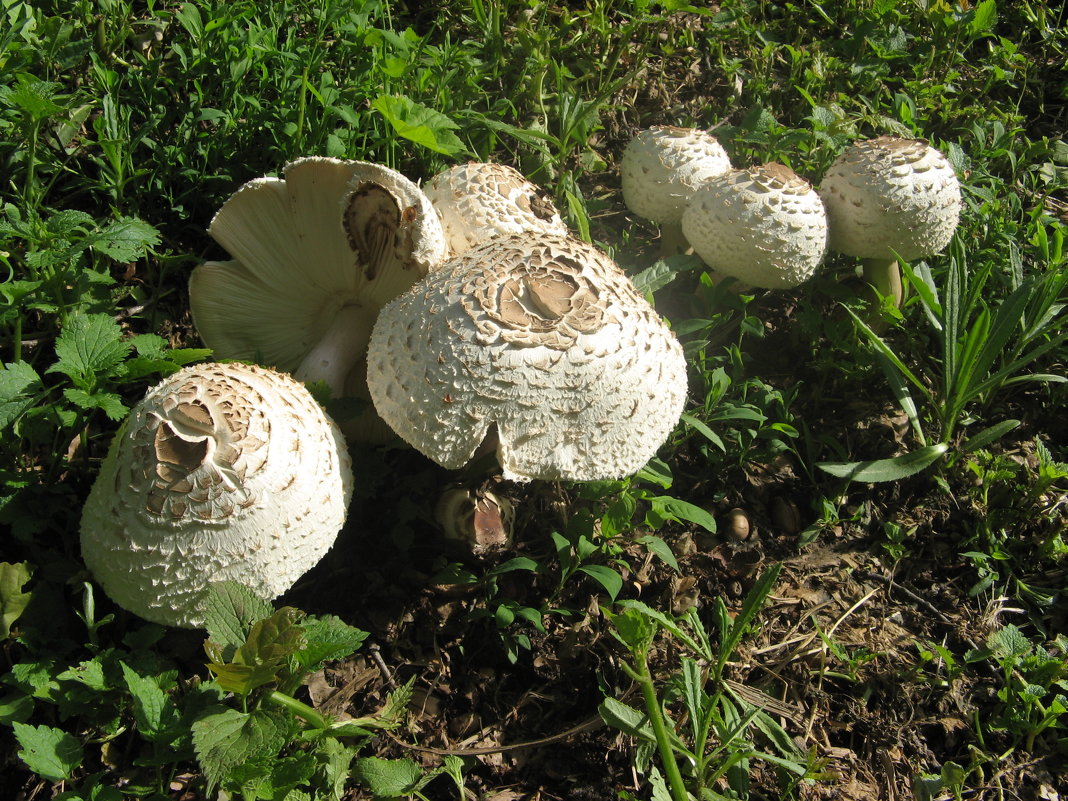 Весенние грибы - Наталия ***