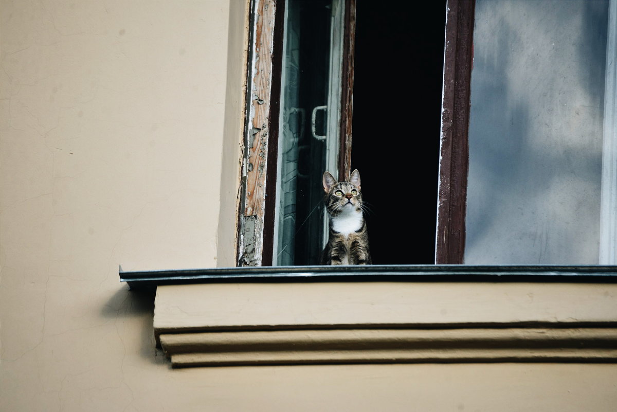 кот в окне - Smotrikachto SMOTRI