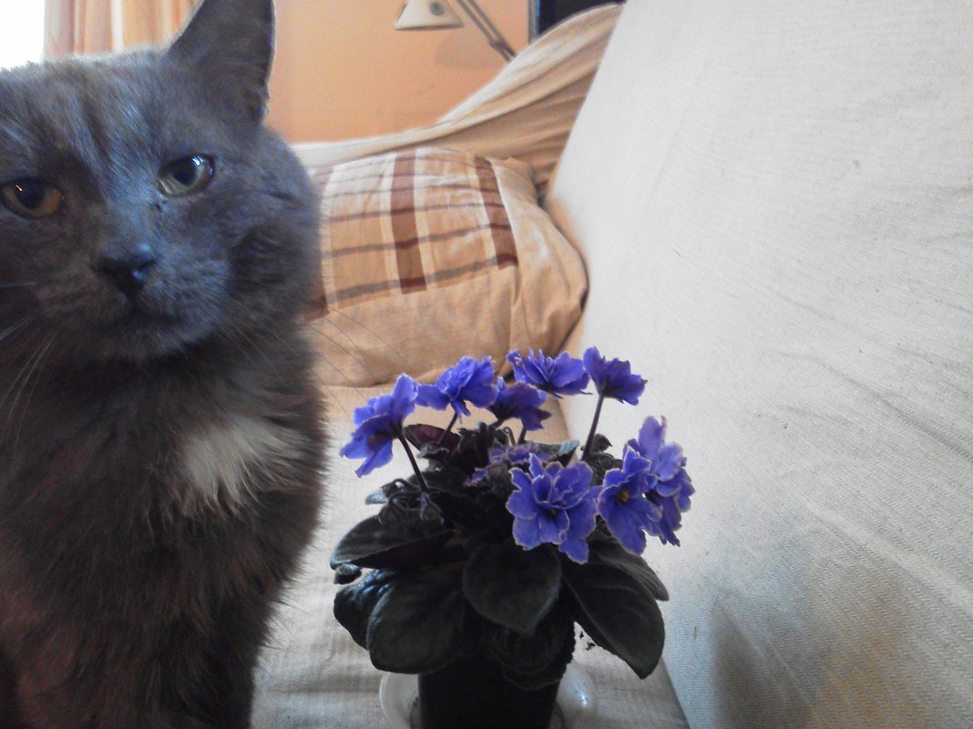 Коты и цветы - Михаил Нименский