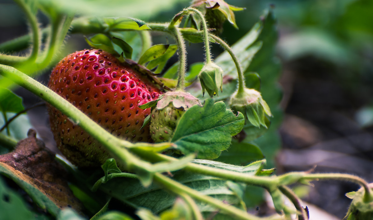 Strawberries - Сергей Сиваш