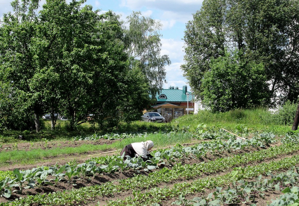 На огороде. - Михаил Попов