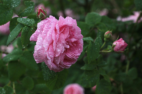 Розовый аромат после дождя - Виктория Смирнова