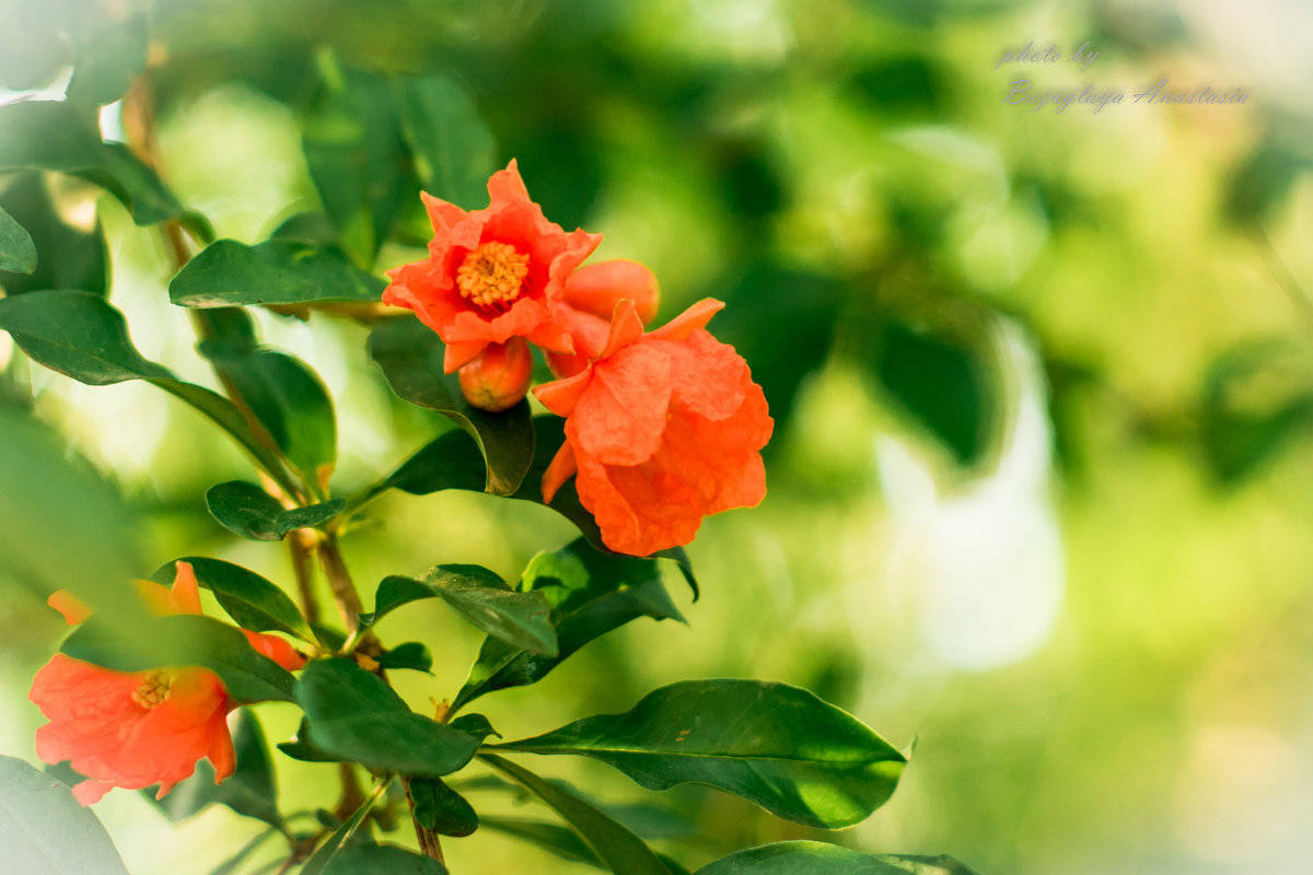 Цветы парка Линхэли - Анастасия Безуглая