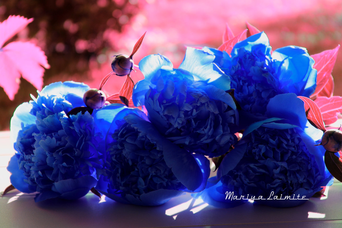 Синие пионы - Mariya laimite