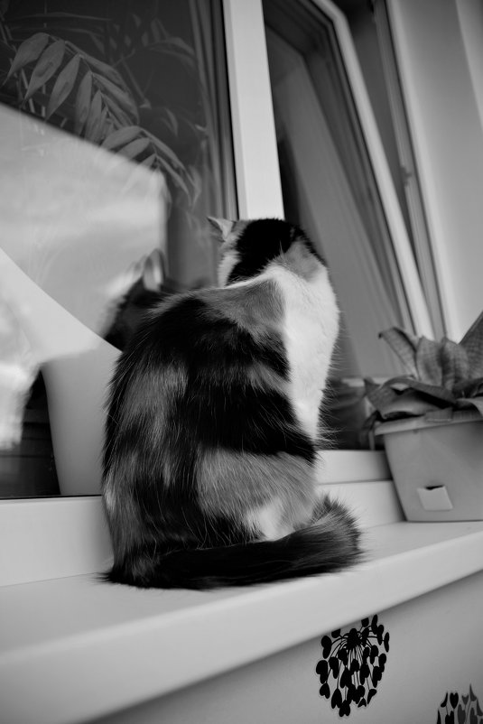 кошка смотрит в окно - Nikita Bashmakov