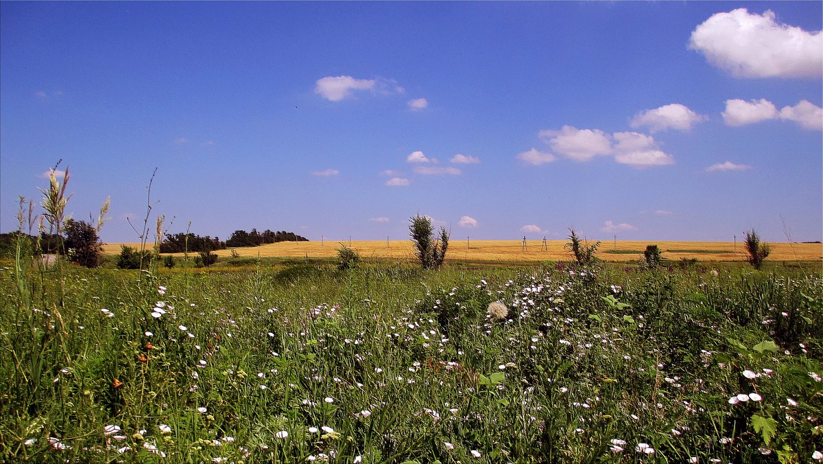 Небо, пшеничное поле, цветущая степь... - евгения 