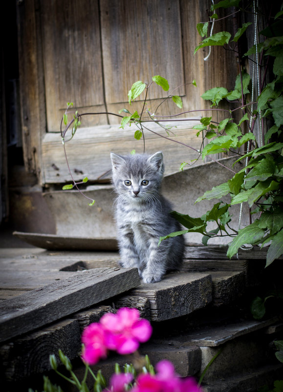 kitty - Евгений Балакин