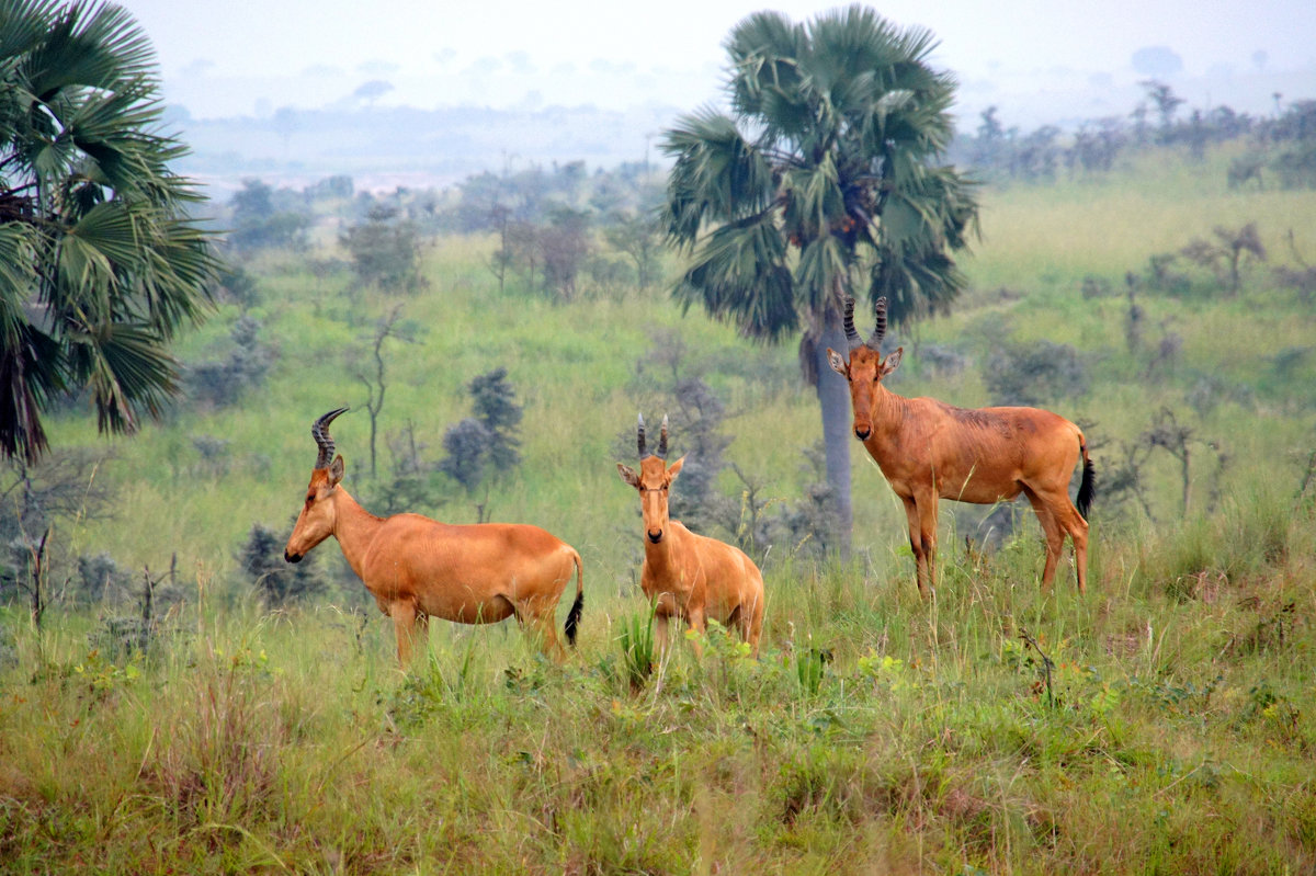 Антилопы Конгони (Уганда) - Гаврилова Светлана 