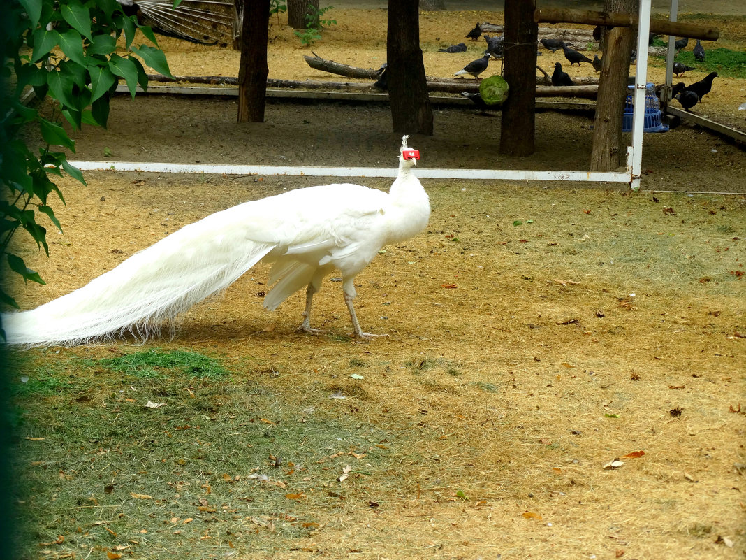 Птицы в парке(белый Павлин)... - Тамара (st.tamara)
