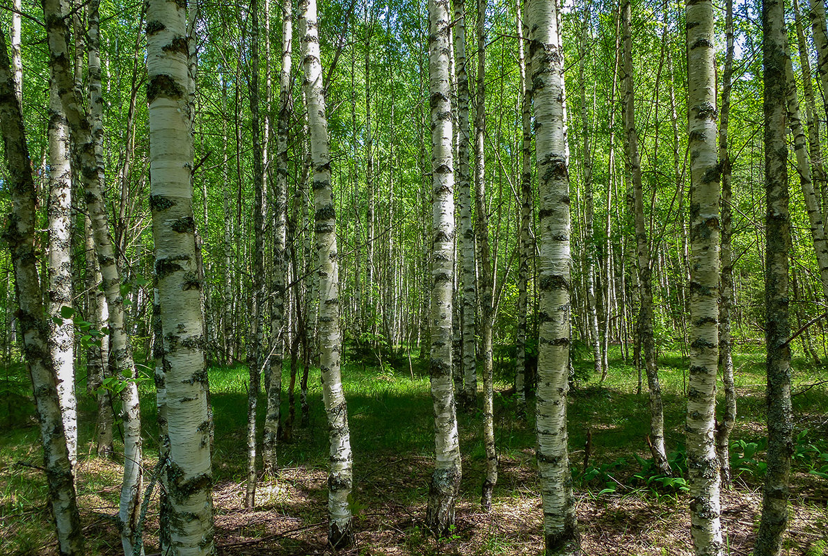 весенний лес - Galina 
