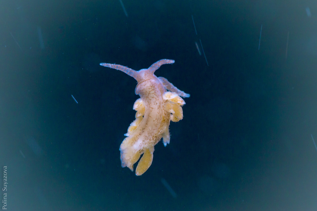 голожаберный моллюск в аквариуме - Полина Суязова