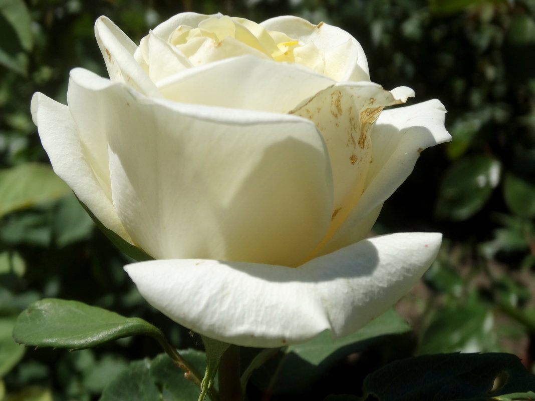 Роза белая... - Тамара (st.tamara)