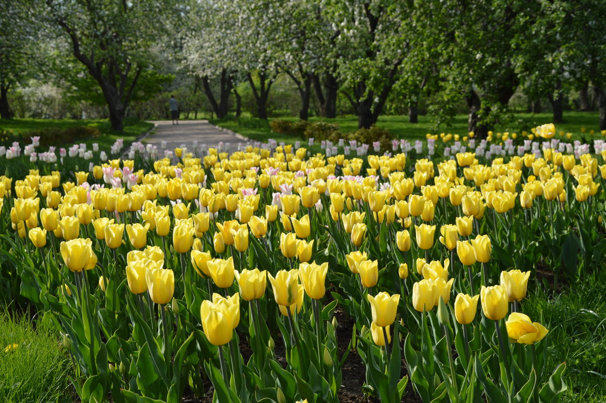 Тюльпаны в парке - Арина 