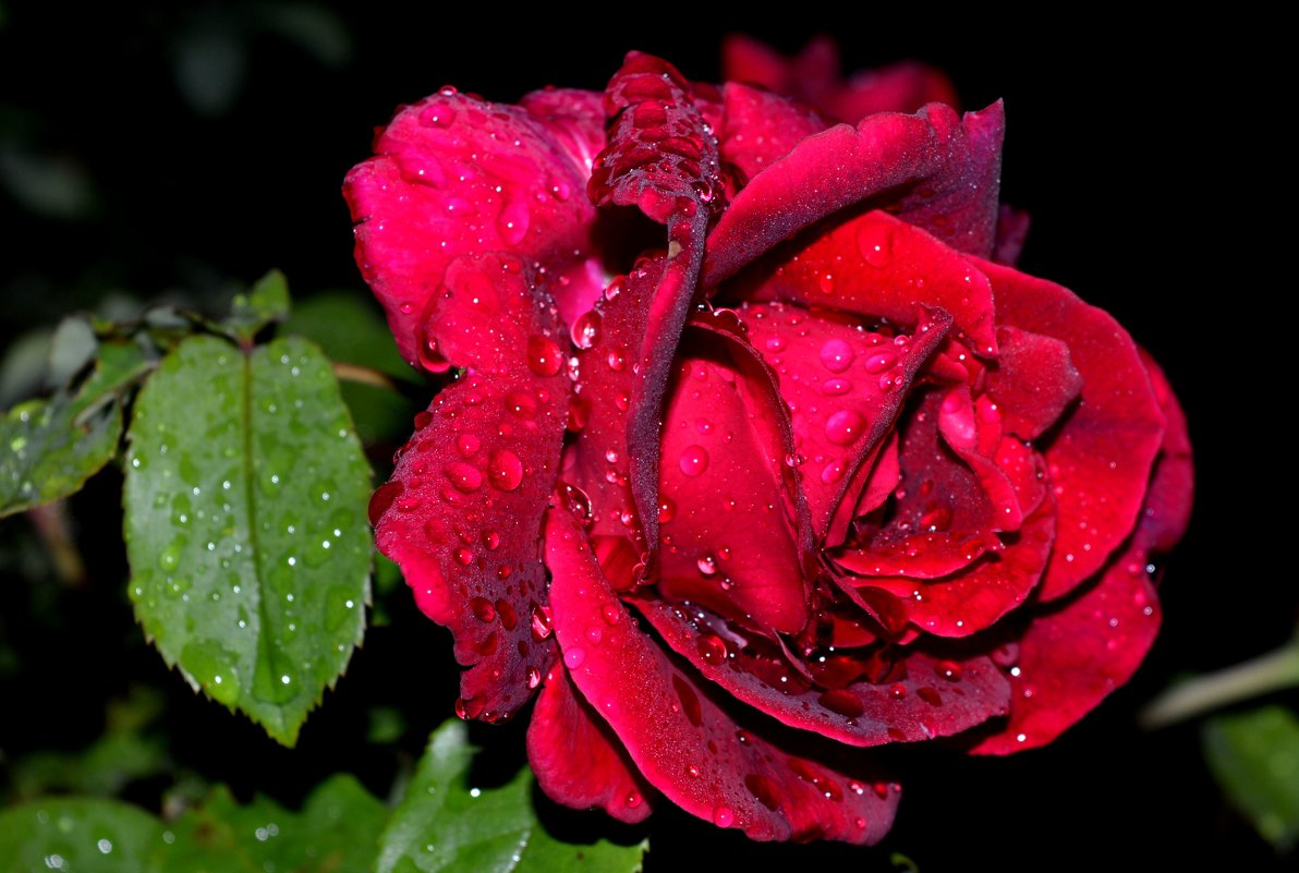 Вечерняя роза после дождя - Ольга 